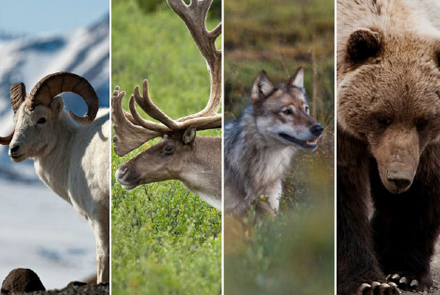 Wildlife Awareness with Bear Spray Training Course - Ketek Group -Ketek Group
